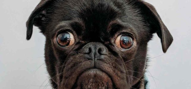 Solutions alternatives et gratuites pour faire garder votre animal pendant les vacances Faire garder votre chien