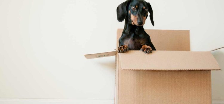 Que faut-il savoir lors d’un déménagement ? Déménagement